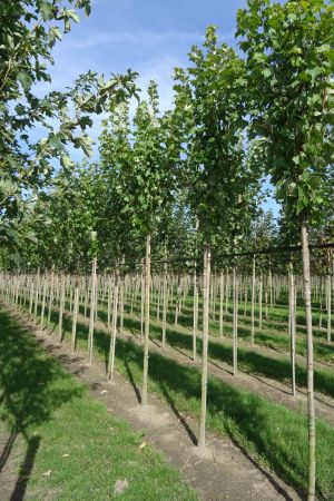 Acer-r-Oktober-Glory-ho-12-16