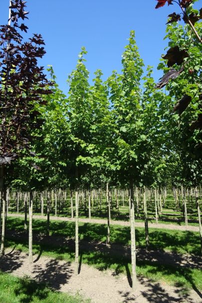 Acer rubrum Red Sunset HO