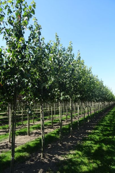 Acer rubrum 'Scanlon' HO