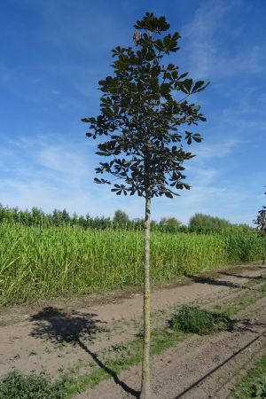 1_Aesculus-hippocastanum-ho-14-18