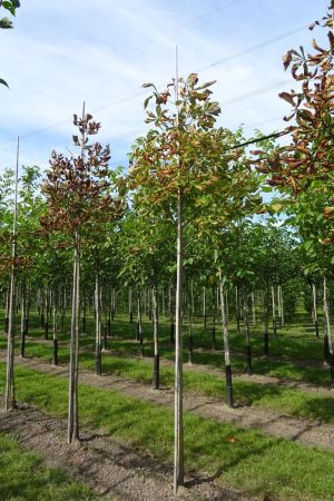 Aesculus-hippocastanum-ho-12-16