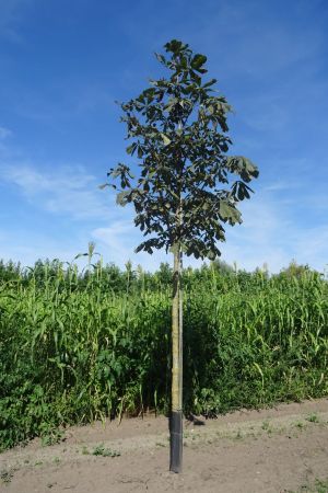 Aesculus-hippocastanum-ho-18-25-2