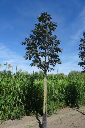 Aesculus-hippocastanum-ho-18-25