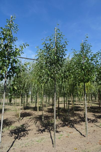 Alnus cordata HO