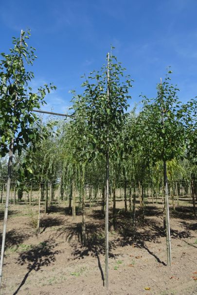 Alnus cordata HO