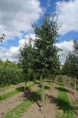 1_Alnus-cordata-ho-20-30