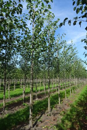 Alnus-cordata-ho-12-16-2