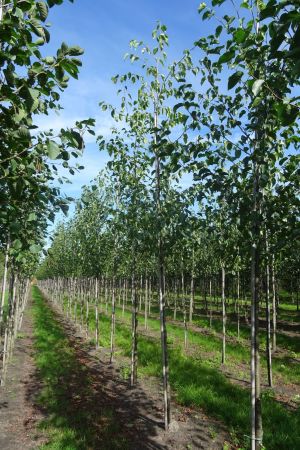Alnus-cordata-ho-12-16