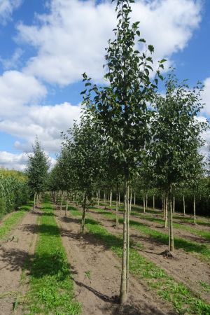 Alnus-cordata-ho-16-20