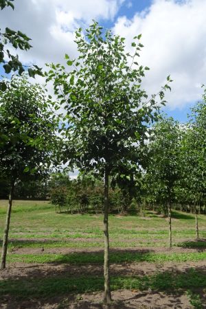 Alnus-cordata-ho-18-25