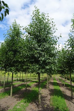 Alnus-cordata-ho-20-30-2