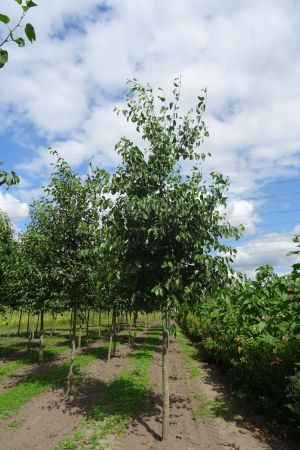 Alnus-cordata-ho-20-30