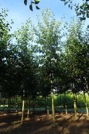 Alnus-cordata-ho-16-18-20