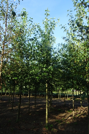 Alnus-cordata-ho-16-18-20