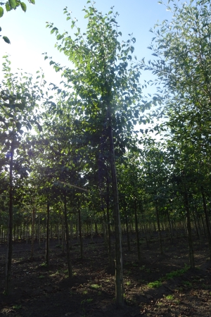 Alnus-cordata-ho-18-20-25