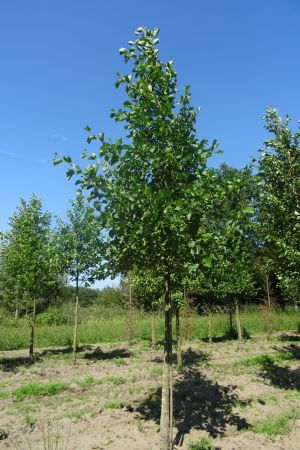 Alnus-glutinosa-ho-20-25-30