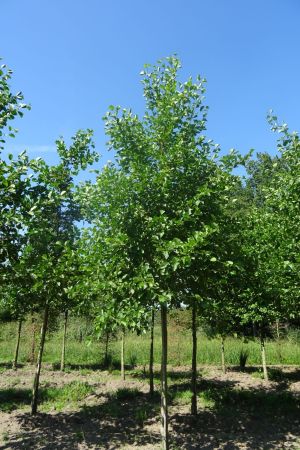 Alnus-glutinosa-ho-20-25-30