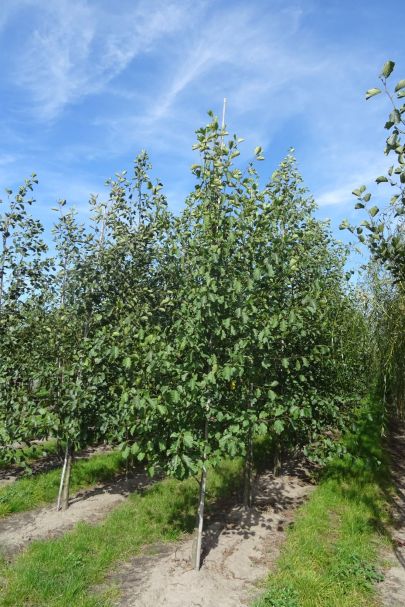 Alnus glutinosa GEV