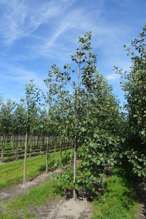 Alnus-glutinosa-geveerd-14-18