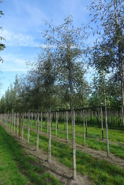 Alnus glutinosa 'Imperialis' HO