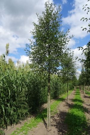 Alnus-g-Laciniata-ho-16-20-2