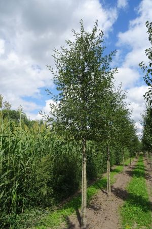Alnus-g-Laciniata-ho-16-20