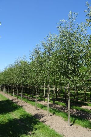 Alnus-glutinosa-Laciniata-ho-14-18