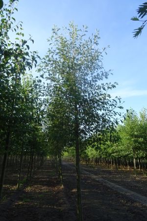 Alnus-g-Laciniata-ho-16-18-20