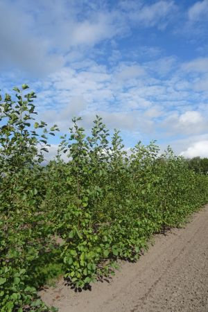 Alnus-glutinosa-meerstam-250-300