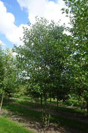 Alnus-glutinosa-meerstam-400-450-4