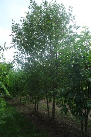 Alnus-glutinosa-meerstam-450-500-6