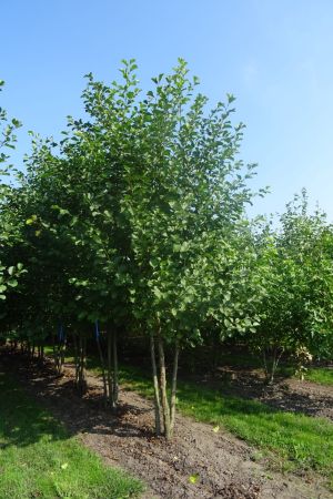 Alnus-glutinosa-meerstam-450-500