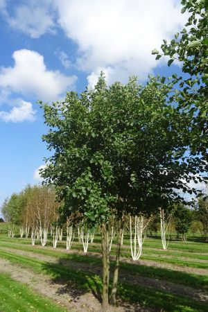 Alnus-glutinosa-meerstam-500-600-1