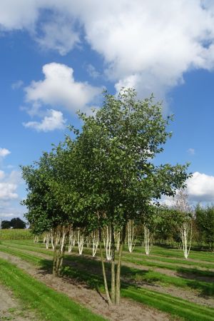 Alnus-glutinosa-meerstam-500-600