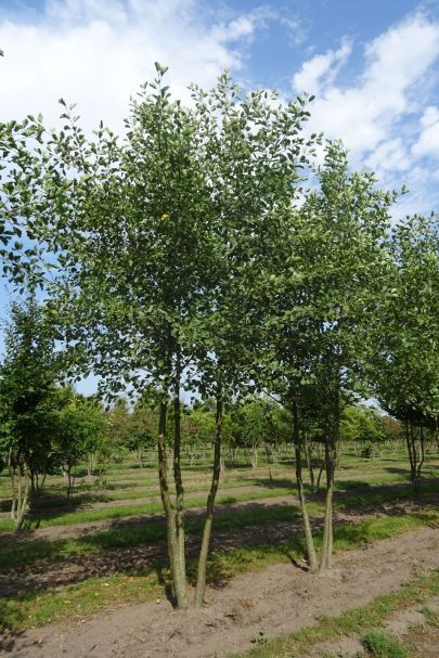 Alnus glutinosa MRSTAM