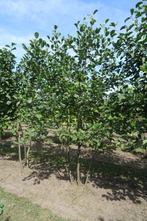 Alnus-glutinosa-meerstam-250-300-2