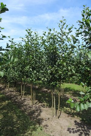 Alnus-glutinosa-meerstam-250-300-3