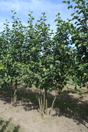 Alnus-glutinosa-meerstam-250-300
