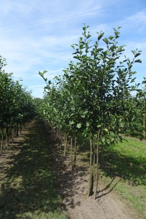 Alnus-glutinosa-meerstam-300-350-2