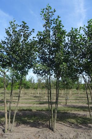 Alnus-glutinosa-meerstam-300-350-3