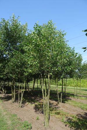 Alnus-glutinosa-meerstam-300-350