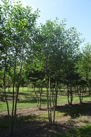 Alnus-glutinosa-meerstam-350-400