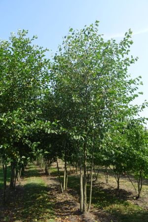 Alnus-glutinosa-meerstam-450-500