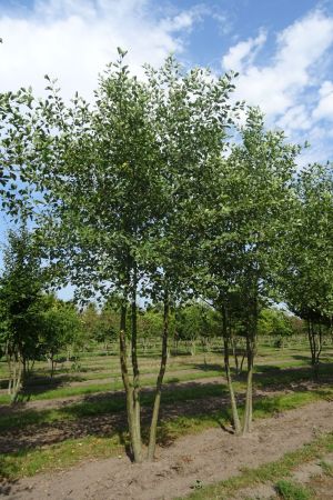 Alnus-glutinosa-meerstam-600-700-2