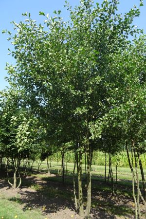 Alnus-glutinosa-meerstam-600-700