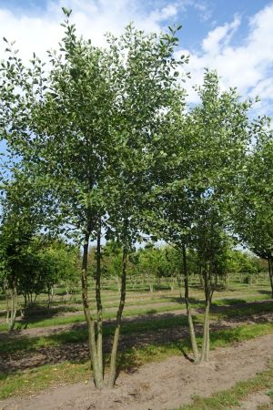 Alnus-glutinosa-meerstam-700-800