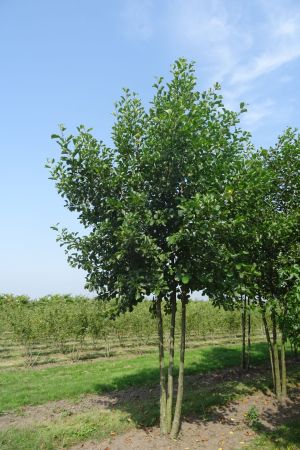 Alnus-glutnosa-meerstam-500-600