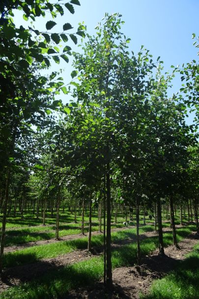 Alnus glutinosa HO