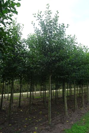 1_Alnus-glutinosa-ho-18-25-2