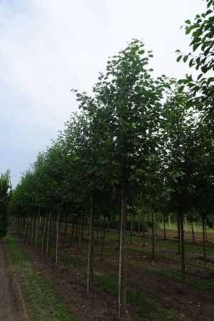 1_Alnus-glutinosa-ho-18-25